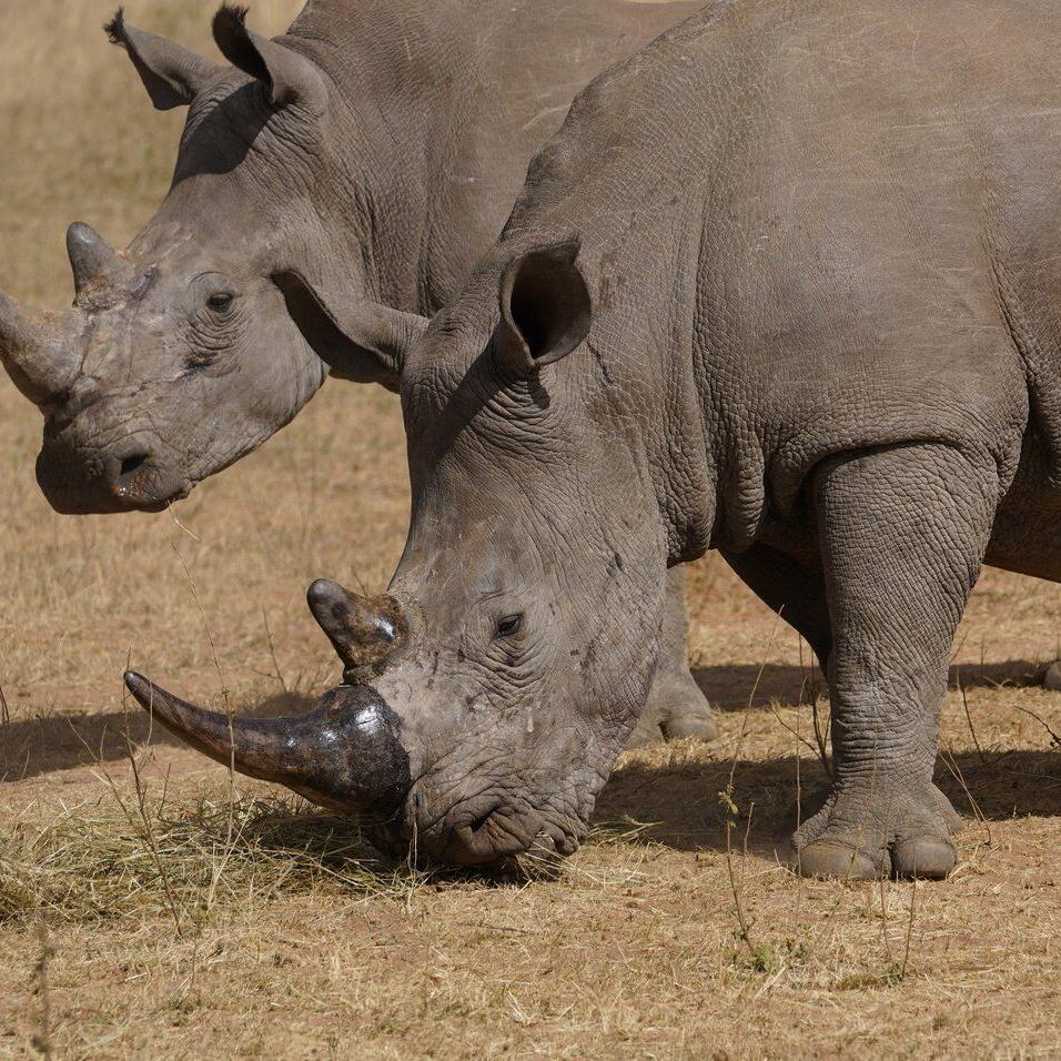 Poachers have killed over 100 rhinos in South Africa this year. Most were in national parks